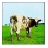 Atom Heart Mother (CD)